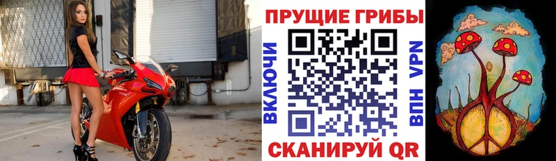 что такое   Ипатово  Галлюциногенные грибы MAGIC MUSHROOMS 